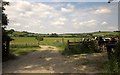 Cattle at Elcombe Farm