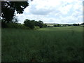 Oilseed rape crop