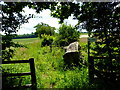 Footpath from Poyle Farm leaves strip of woodland