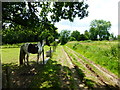 Footpath with pony by Poyle Farm