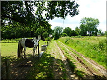 SU8949 : Footpath with pony by Poyle Farm by Shazz