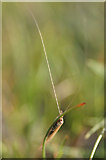 HP5904 : The caddisfly Oecetis ochracea, Loch of Watlee by Mike Pennington