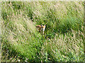 Fox on Bushy Hill