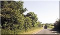 Approaching cattle crossing at Penans