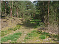 Narrow path through the woods