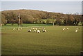 Sheep grazing