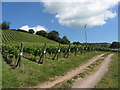 Old Walls Vineyard, Bishopsteignton