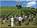 Guided tour at Old Walls Vineyard, Bishopsteignton