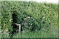 Footpath through the hedge