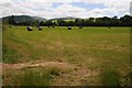 SO2040 : Field of silage bales by Philip Halling