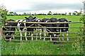 NY4538 : Cattle like to know what's going on by Rose and Trev Clough