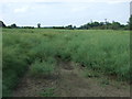 Oilseed rape crop, Casthorpe Farm