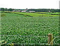 NY4957 : View across fields to Toppin Castle by Rose and Trev Clough