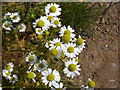 SK5637 : Chamomile or Mayweed by Alan Murray-Rust