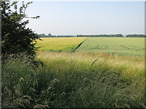 TL5258 : Barley and wheat on Fulbourn Fen by Hugh Venables