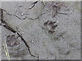 NO1503 : Otter tracks by William Starkey