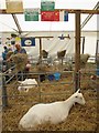 NT1473 : The best goat at the 2014 Royal Highland Show by Graham Robson