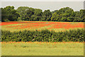 Poppies near Southwell Trail