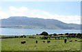 J1915 : Cattle grazing on land on the north side of Carlingford Lough by Eric Jones