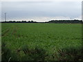 Crop field, Finningley Grange Farm