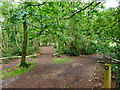 Looking southwards on footpath on Whitmoor Common from bridleway junction