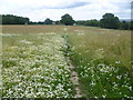 View Hall Fields, Northiam