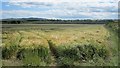 NU0042 : Ripening barley crop south of Berrington by Graham Robson