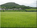 Barley at Millmount