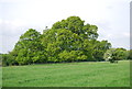 Trees and farmland