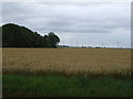 Crop field near Eastoft