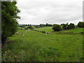 Field with cows, Mullanatoomog