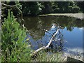 NT9642 : Dead tree branch on the pond, Bowsden Moor by Graham Robson