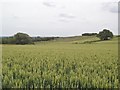 SO9195 : Crop Scene by Gordon Griffiths
