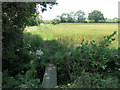 Footpath to Wacton