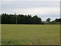 Wheat near Intack