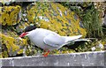 NU2135 : Arctic tern (Sterna paradisaea) by Russel Wills