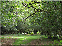 SU2510 : Track into Stonard Wood by Stephen Craven