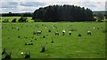 Grazing sheep at Barmoor Red House 