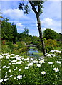 Part of Stonebridge pond, Faversham