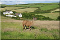 Llama at Mullion Meadows