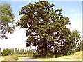 TM1489 : Old oak tree beside Hill Road by Evelyn Simak