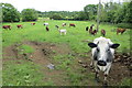 Tullygarley Near townland