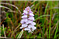 NR6654 : Heath Spotted Orchid by Stuart Wilding
