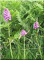 SE7088 : Pyramidal orchids on roadside verge by Pauline E