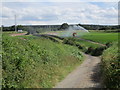 Irrigating carrots