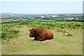 Bull on Godolphin Hill