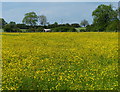 Field of buttercups north of Desford Lane