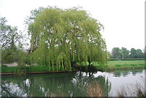 TL5064 : Weeping Willow on the banks of the River Cam by N Chadwick