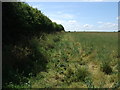 Crop field and hedgerow