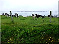 Cows near Dunseverick